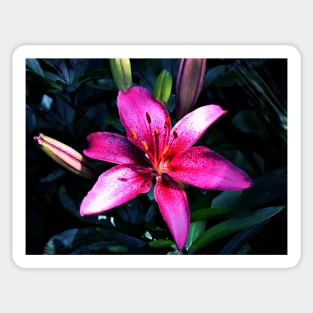 Pink Lily Sticker